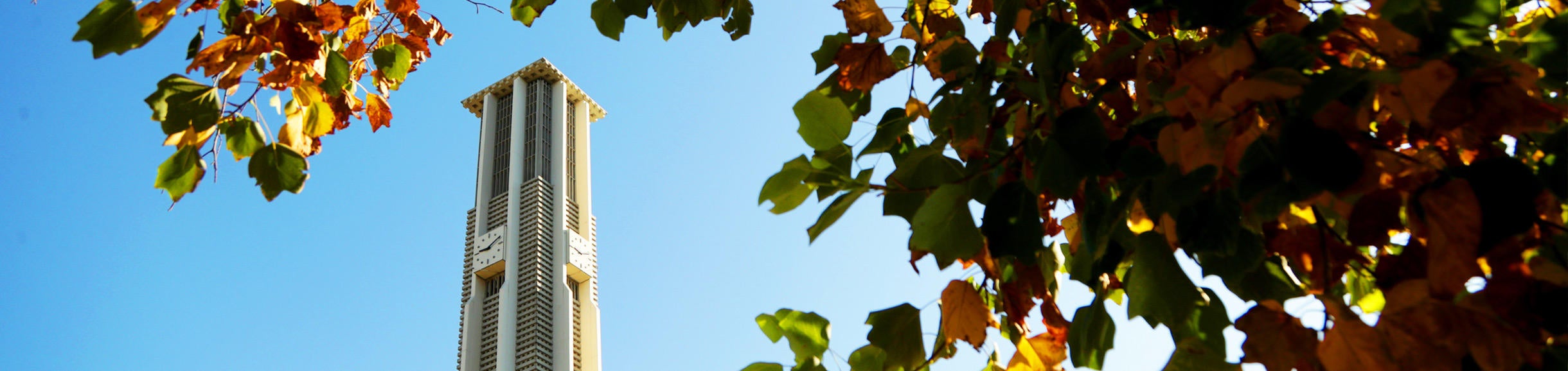 UCR campus in the fall with tree leaves turning a bright red and framing the Bell tower.